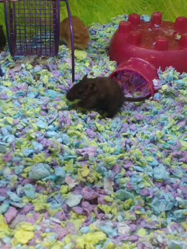 Pet Supply Store «PetSmart», reviews and photos, 73 RHL Blvd, South Charleston, WV 25309, USA