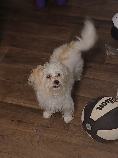 Pet Supply Store «PetSmart», reviews and photos, 1140 W Elliot Rd, Tempe, AZ 85284, USA