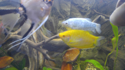 Tropical Fish Store «West Lake Aquarium», reviews and photos, 710 E Whittier Blvd, La Habra, CA 90631, USA