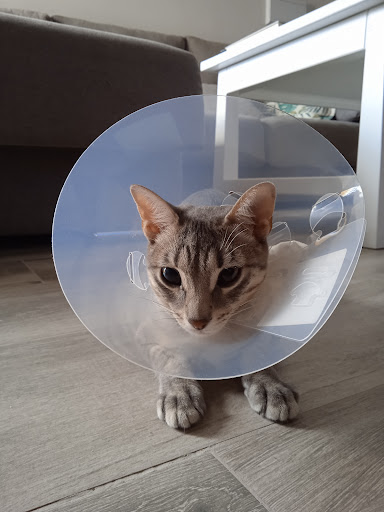Centro Veterinaria Albeitar en Priego de Córdoba