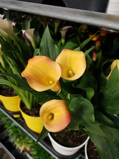 Discount Store «Walmart», reviews and photos, 3133 Main St, Mohegan Lake, NY 10547, USA