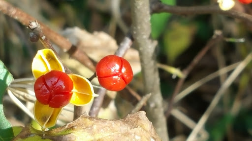 Nature Preserve «John M Olin Nature Preserve», reviews and photos, 2213 South Levis Lane, Godfrey, IL 62035, USA