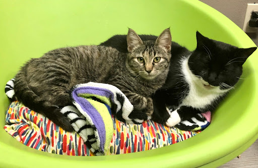 Animal Rescue Service «Motley Zoo Animal Rescue», reviews and photos, 16715 Cleveland St A, Redmond, WA 98052, USA