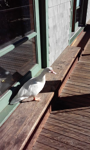 Zoo «Trevor Zoo at Millbrook School», reviews and photos, 282 Millbrook School Rd, Millbrook, NY 12545, USA