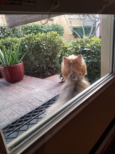 Pet Store «PetSmart», reviews and photos, 6545 North Grand Parkway West Suite 104, Spring, TX 77389, USA