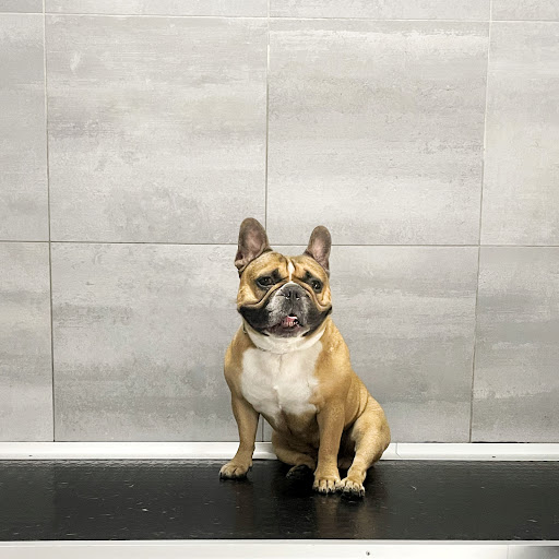 Pensioni per cani e dog hotel a PIMP MY PET