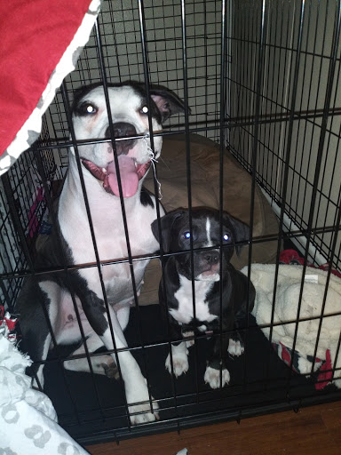 Pet Supply Store «Pets Plus», reviews and photos, 6419 University Ave, Lubbock, TX 79413, USA