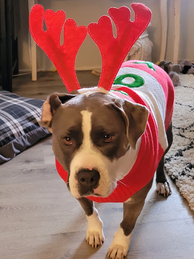 Pet Supply Store «PetSmart», reviews and photos, 11945 Central Ave, Chino, CA 91710, USA