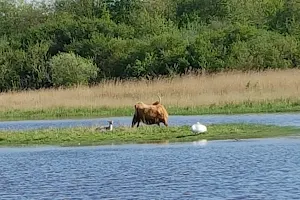 Donkere Duinen image