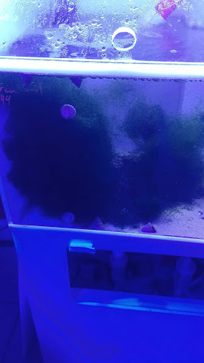 Tropical Fish Store «The Reef Shoppe», reviews and photos, 900 Morris Park Ave, Bronx, NY 10462, USA
