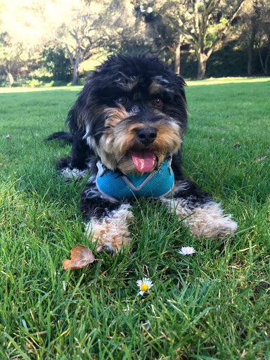 Pet Boarding Service «Bed and Biscuits / Groomingdales», reviews and photos, 2625 Chanticleer Ave, Santa Cruz, CA 95065, USA