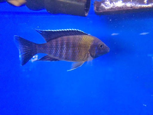 Aquarium Shop «Wet Pets by Steve», reviews and photos, 504 W Main St, Norman, OK 73069, USA