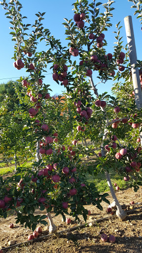 Produce Market «Parks Farms», reviews and photos, 525 NJ-24, Chester, NJ 07930, USA