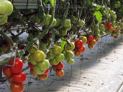 Jardinerie Sun Harvest Greenhouses à Glenburnie (ON) | LiveWay