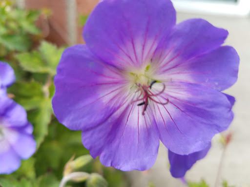 Pet Supply Store «Mini Pet Mart», reviews and photos, 815 S Broadway, Coos Bay, OR 97420, USA