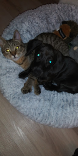 Pet Supply Store «Pet Supermarket», reviews and photos, 835 Blanding Blvd, Orange Park, FL 32065, USA