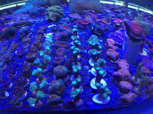 Tropical Fish Store «BluReef Aquarium», reviews and photos, 2198 Flatbush Ave, Brooklyn, NY 11234, USA
