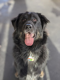 Wag! With Ezra - Photo 2 - Car repair in , Plano