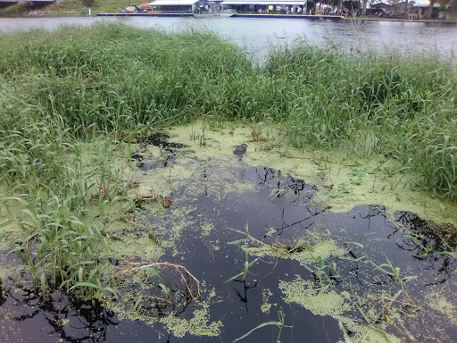 Seafood Restaurant «Lone Cabbage Fish Camp», reviews and photos, 8199 W King St, Cocoa, FL 32926, USA