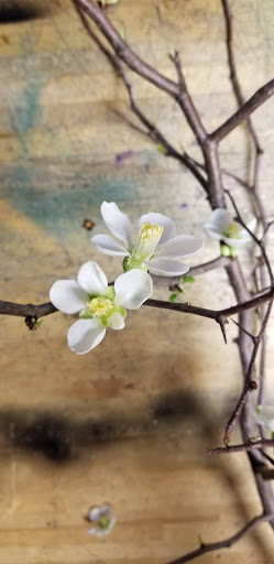 Florist «Jude Anthony Florist LLC», reviews and photos, 133 Mountainview Blvd, Wayne, NJ 07470, USA