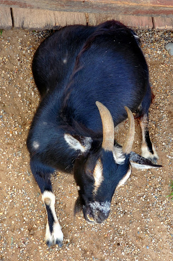 Zoo «Dutch Creek Farm Animal Park», reviews and photos, 6255 N 1000 W, Shipshewana, IN 46565, USA