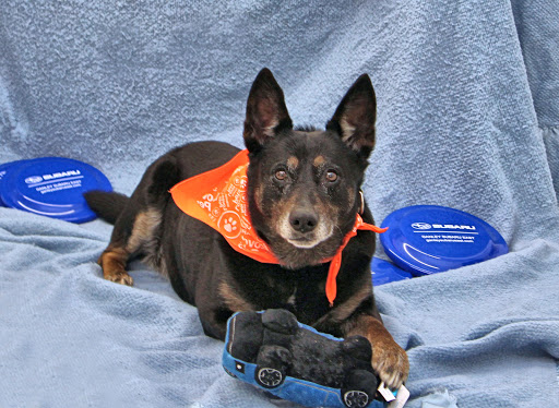 Subaru Dealer «Ganley Subaru East», reviews and photos, 28840 Euclid Ave, Wickliffe, OH 44092, USA