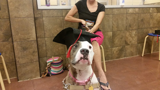 Pet Supply Store «PetSmart», reviews and photos, 7290 W Bell Rd, Glendale, AZ 85308, USA