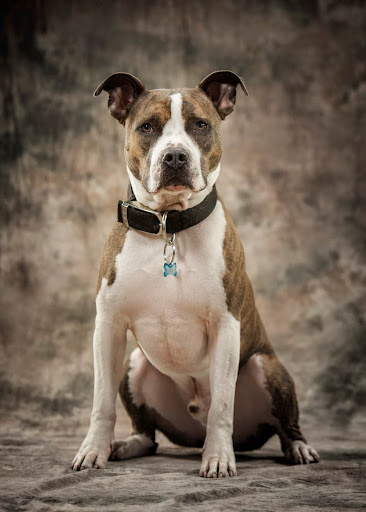 Pet Groomer «The Pet Station Salon and Boutique», reviews and photos, 9410 Norton Commons Blvd, Prospect, KY 40059, USA