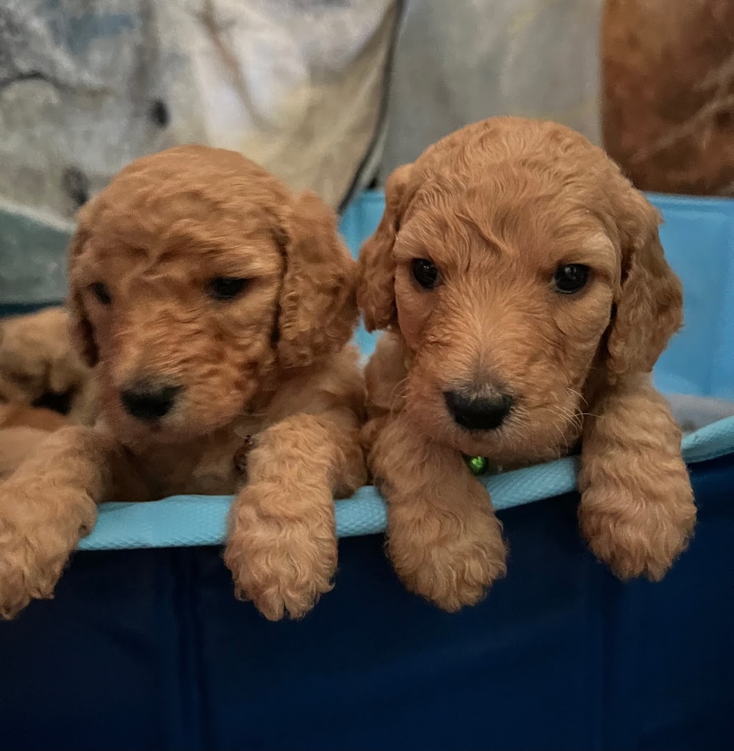 Our Goldendoodles @ Greer Acre