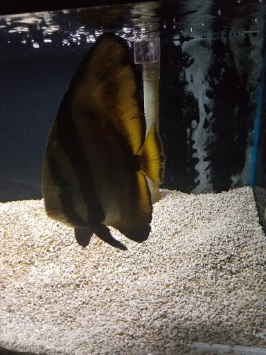 Tropical Fish Store «Marine Oasis», reviews and photos, 5340 W Ridge Rd, Spencerport, NY 14559, USA