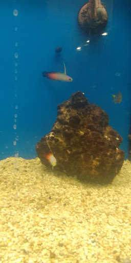 Pet Supply Store «Petco Animal Supplies», reviews and photos, 8775 SW Tualatin-Sherwood Rd, Tualatin, OR 97062, USA