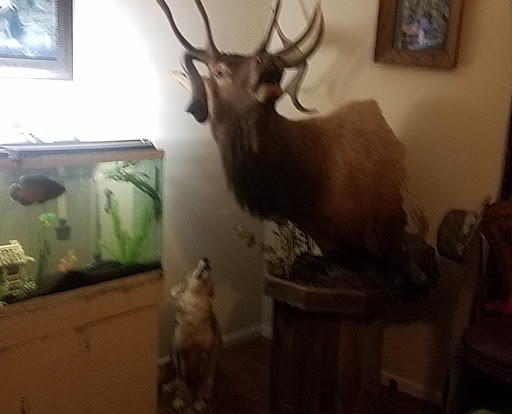 Taxidermist «HighPoint Taxidermy And Outfutters», reviews and photos, 14860 OH-13, Thornville, OH 43076, USA