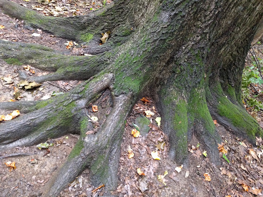 Nature Preserve «Princess Ledges Nature Preserve», reviews and photos, 4361 Spruce Ave, Brunswick, OH 44212, USA