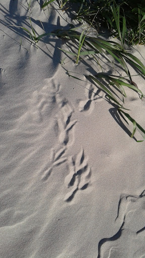 Beach Resort «Sandcastle Condominiums & Event Center», reviews and photos, 800 Sandcastle Dr, Port Aransas, TX 78373, USA