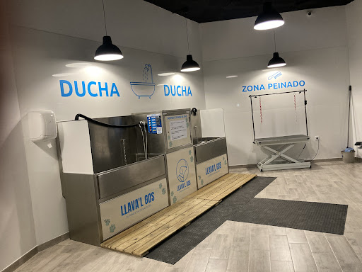 Llava’l Gos en Pego, Alicante