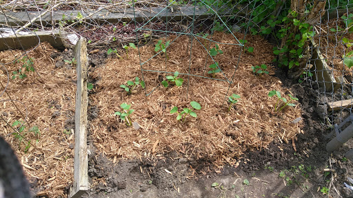 Supermarket «Mt Clemens farmers Market», reviews and photos, 135 N River Rd, Mt Clemens, MI 48043, USA