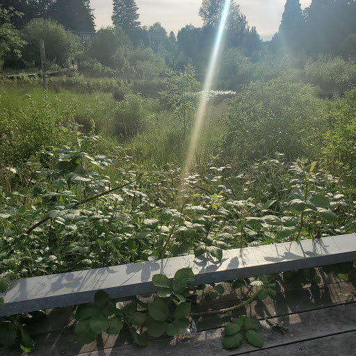 Park «Evelyn M. Schiffler Memorial Park», reviews and photos, SW Erickson Ave, Beaverton, OR 97005, USA