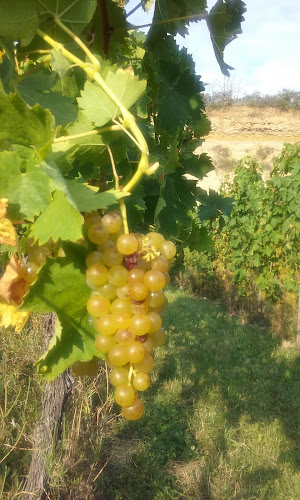 Domaine Dischler André à Wolxheim