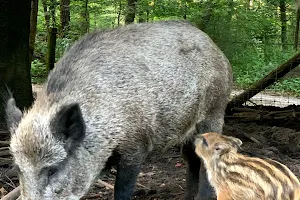 Wild boar park Berg en Bos image