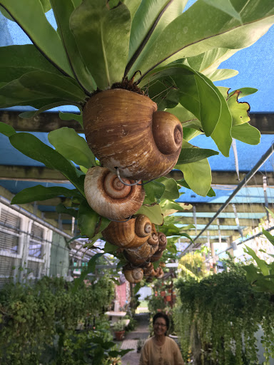 Florist «Thai-Rific Orchids Inc», reviews and photos, 5313 Gulfport Blvd S, Gulfport, FL 33707, USA