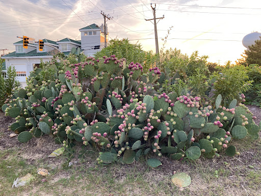 Grocery Store «Sandbridge Seaside Market», reviews and photos, 209 Sandbridge Rd, Virginia Beach, VA 23456, USA
