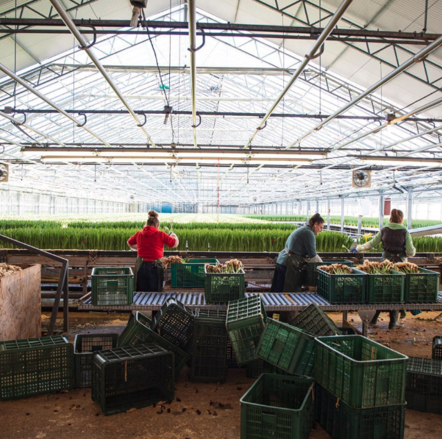 Bloemen bezorgen - Pluukz