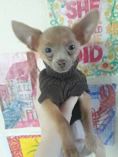 Pet Store «Petland Las Vegas», reviews and photos, 8800 W Charleston Blvd #3, Las Vegas, NV 89145, USA