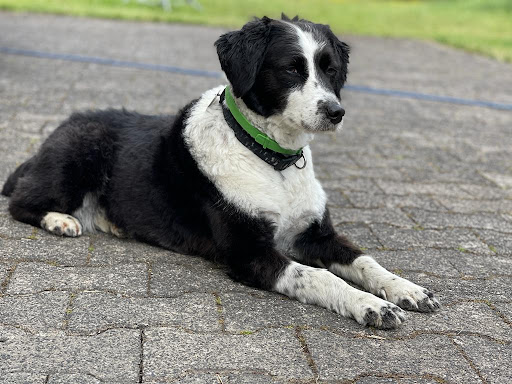 Hundefriseur Vogelsberg unter Ulrichstein, 