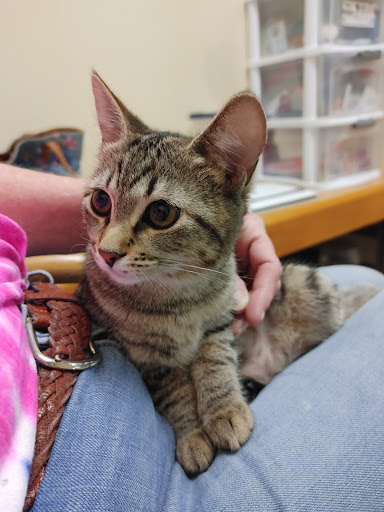 Pet Supply Store «Petco Animal Supplies», reviews and photos, 1298 W Granada Blvd #100, Ormond Beach, FL 32174, USA