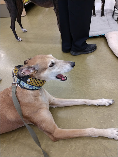 Pet Supply Store «Pet Supplies Plus», reviews and photos, 105 E Ogden Ave, Westmont, IL 60559, USA