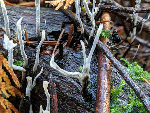 State Park «Bridle Trails State Park», reviews and photos, 5300 116th Ave. N.W., Kirkland, WA 98033, USA