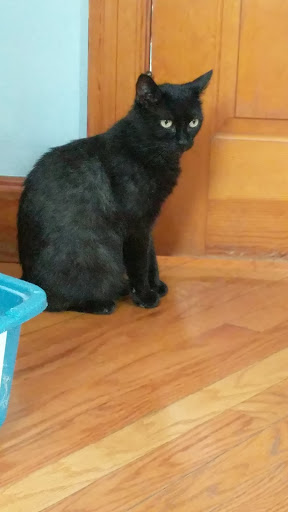 Berkshire Humane Society's Purradise