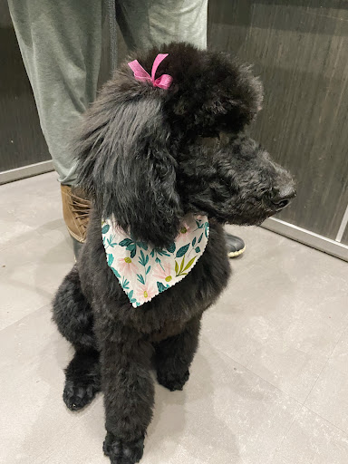 Pet Supply Store «Wag», reviews and photos, 2450 Harney St, Omaha, NE 68131, USA