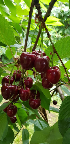 Rezensionen über Beeren & Obstverkauf Peter Staub in Schwyz - Supermarkt